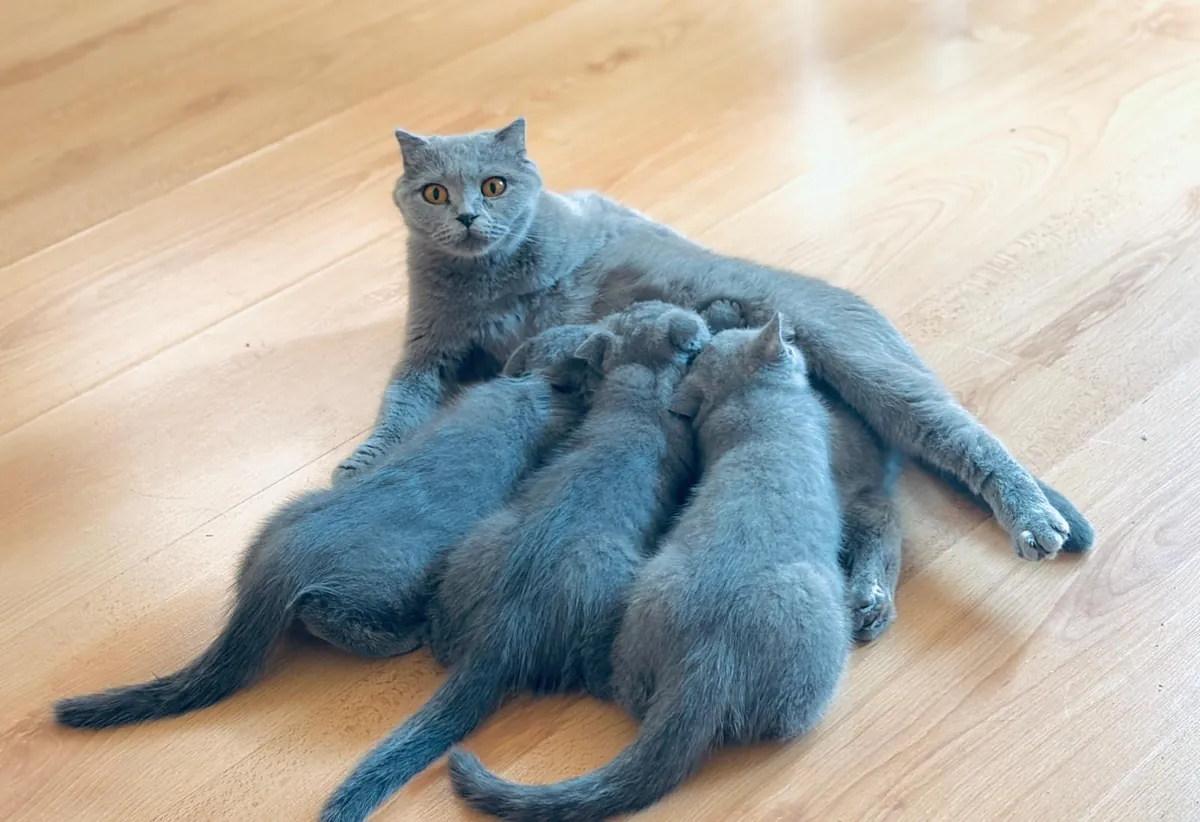 Deux frères à BCN (British-Scottish Fold)