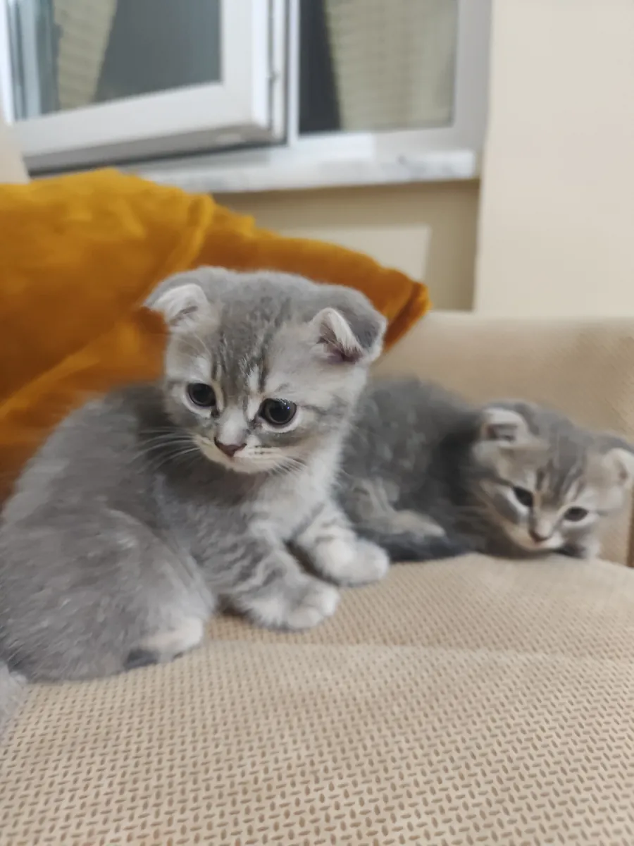 Mignons Miniatures (femelle, mâle)