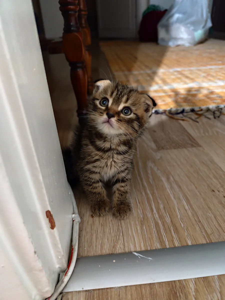 Miniaturas Adorables