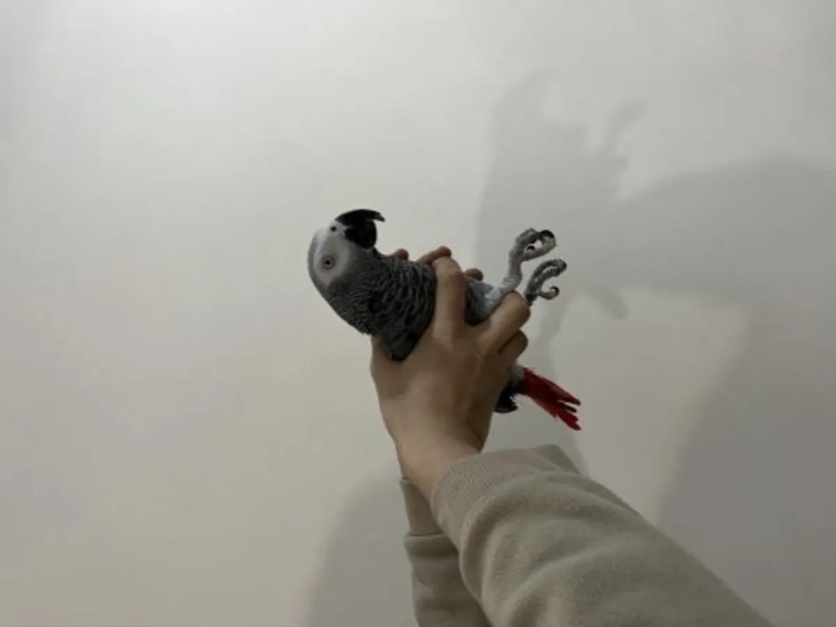 Günlük aile hayatının içinde büyüyen Afrika Gri papağanı