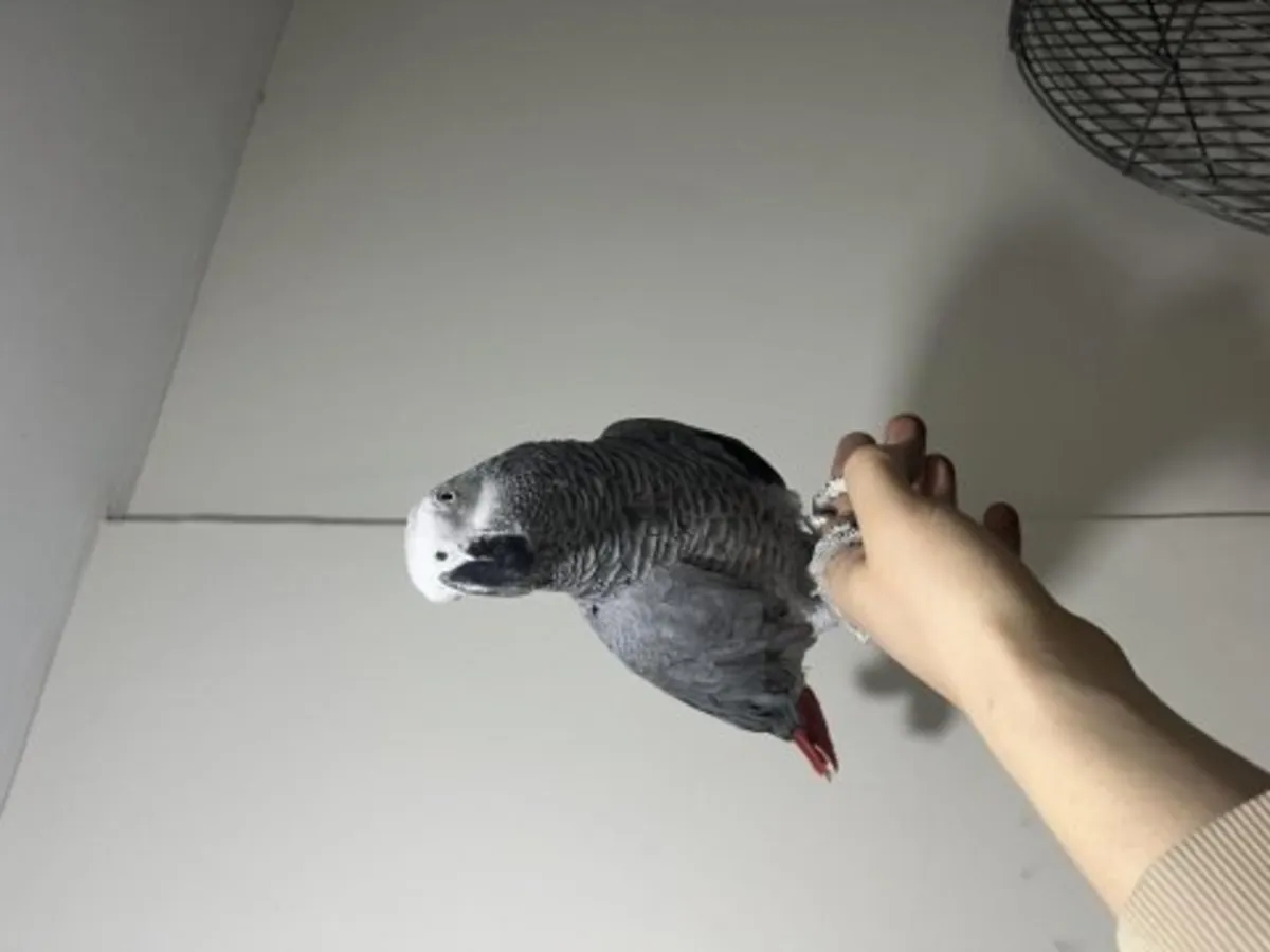 Günlük aile hayatının içinde büyüyen Afrika Gri papağanı