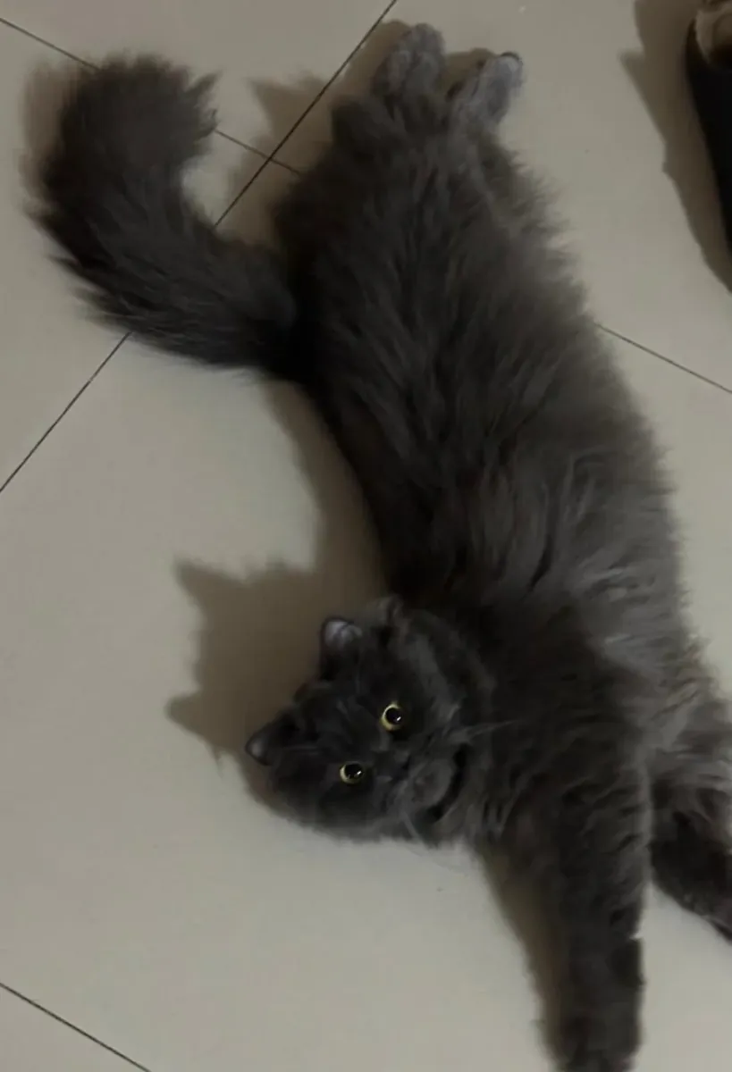 Quiet Persian cat that prefers soft corners and slow evenings