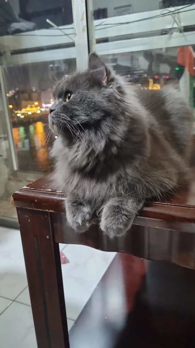 Quiet Persian cat that prefers soft corners and slow evenings