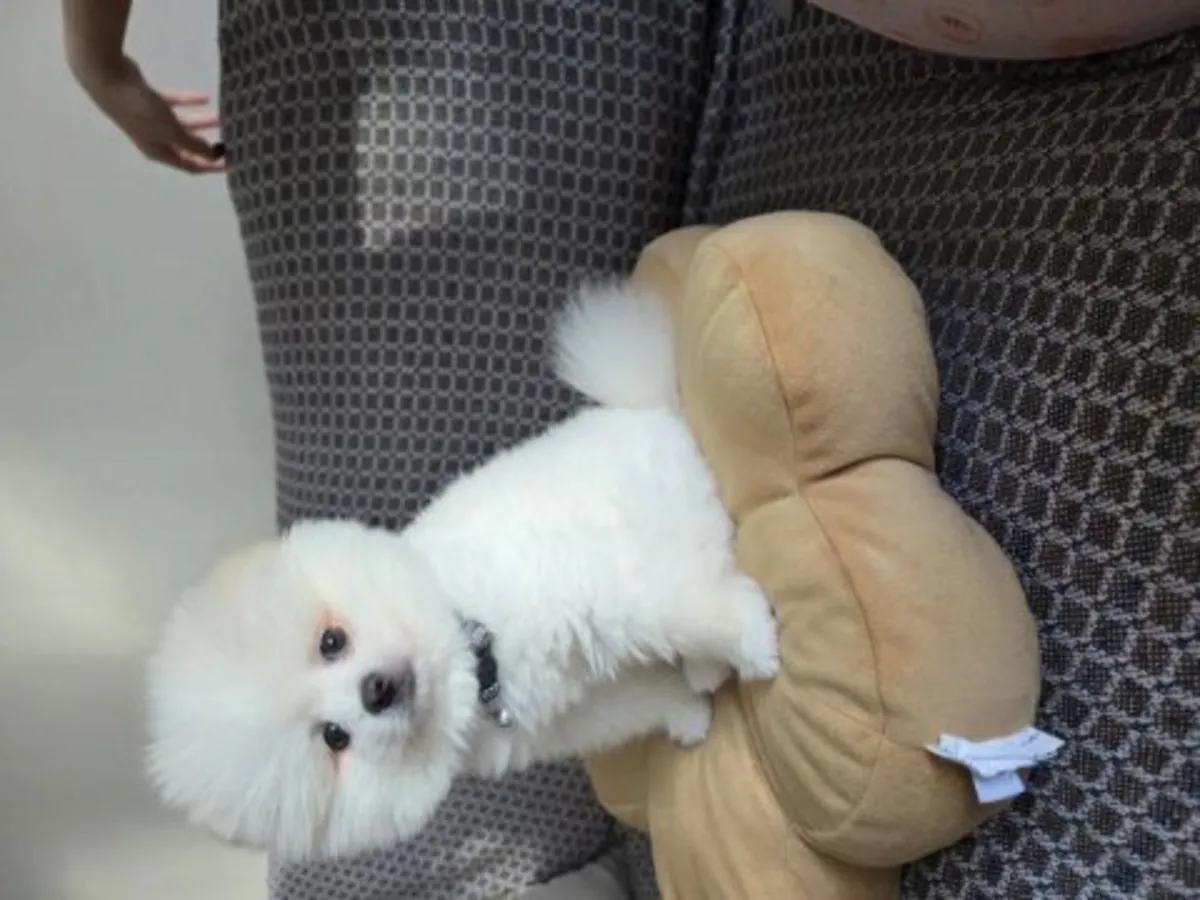 一只在热闹家庭中长大的白色博美犬幼犬（雌性）。