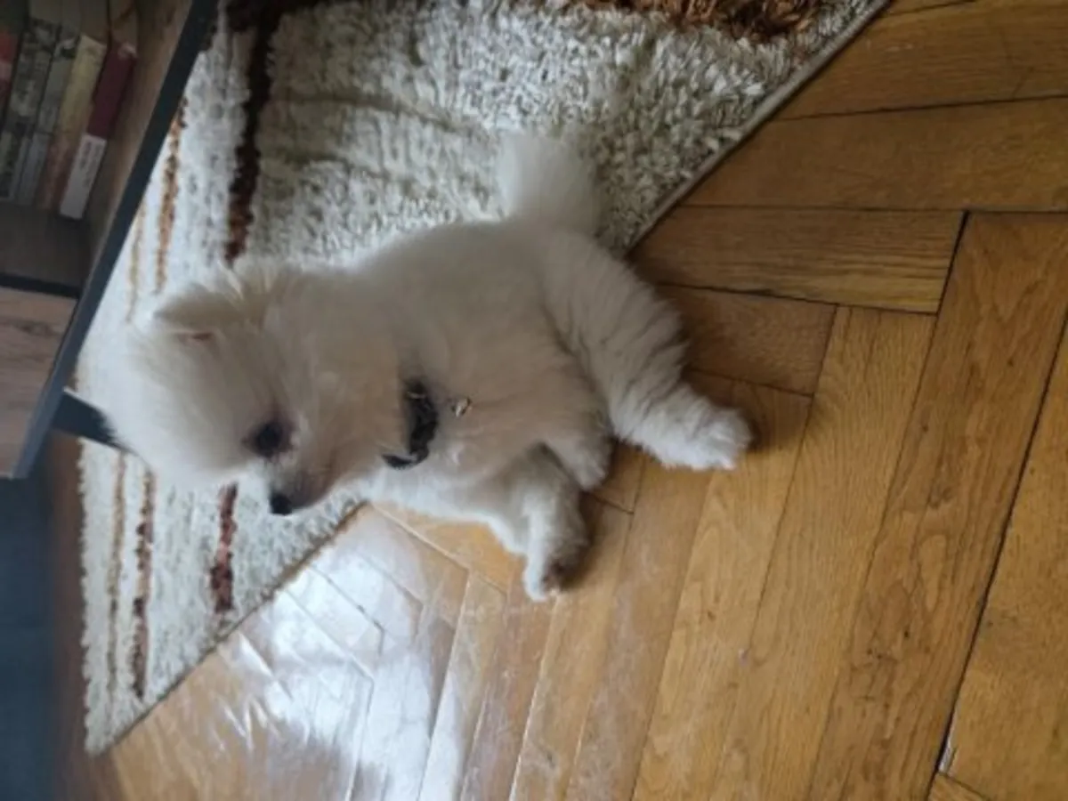 一只在热闹家庭中长大的白色博美犬幼犬（雌性）。