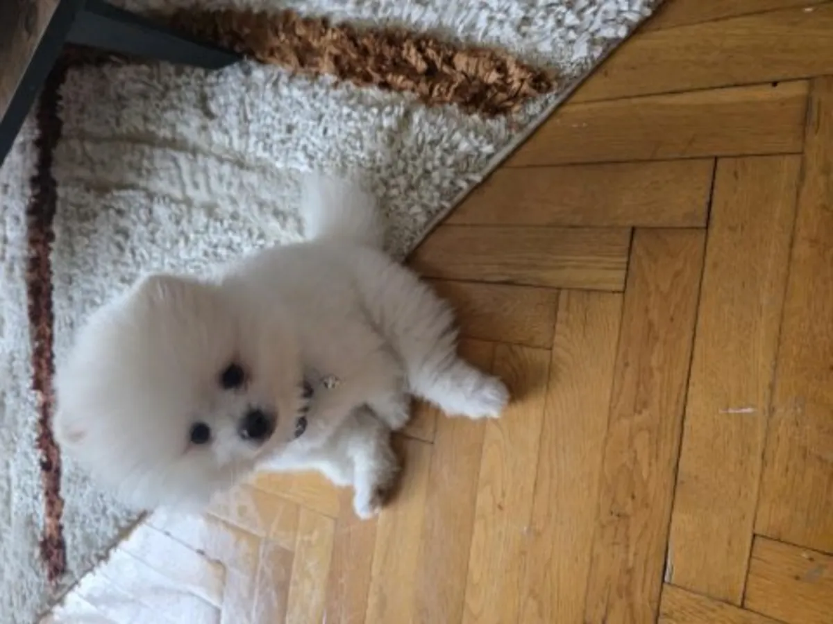 一只在热闹家庭中长大的白色博美犬幼犬（雌性）。