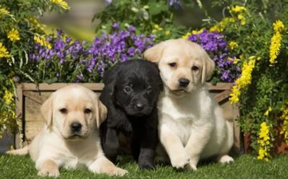 Impresionantes cachorros de Labrador