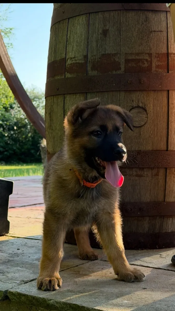 Chiots GSD