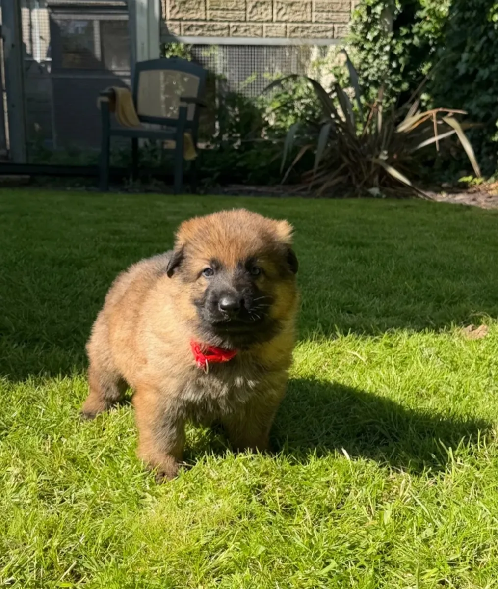 Chiots GSD