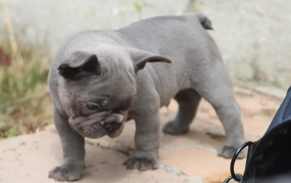 Chiots bulldog français