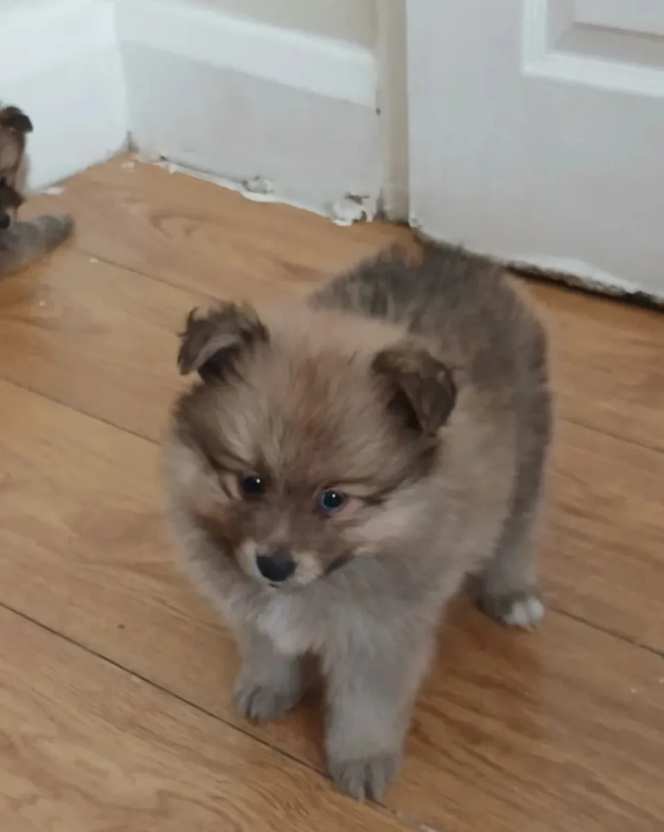 Beaux chiots Pomeranian 900