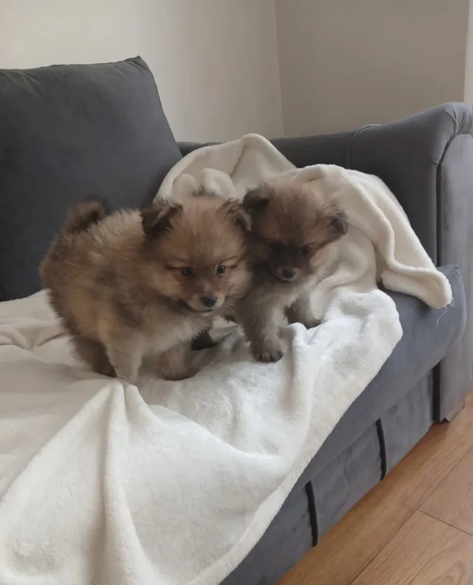 Beaux chiots Pomeranian 900