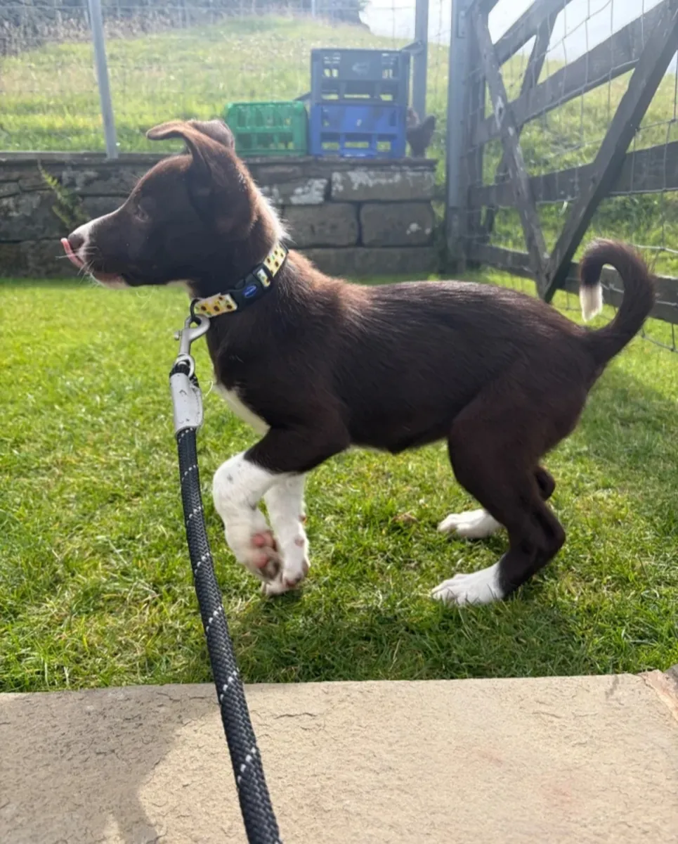 3 Border Collie ISDS Registered Pups for Sale