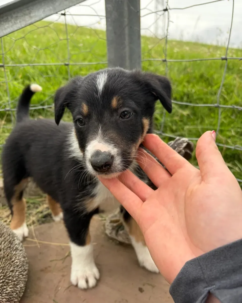 3 Border Collie ISDS Registered Pups for Sale