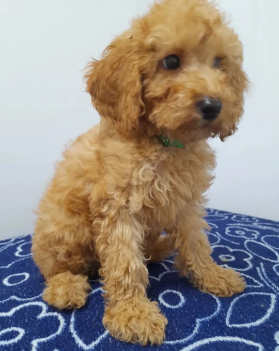 Beautiful miniature poodle puppies ready now