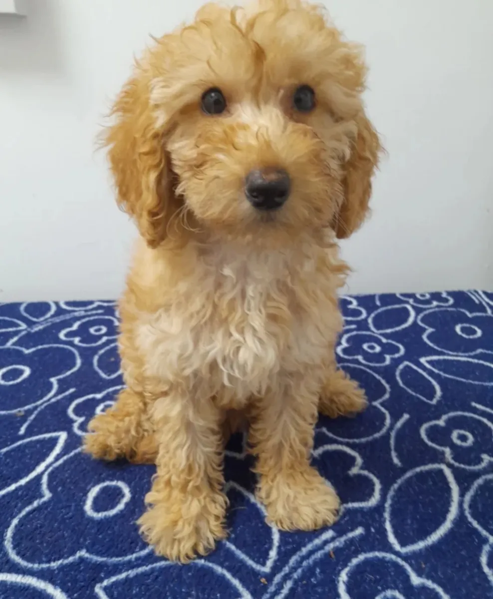 Beautiful miniature poodle puppies ready now