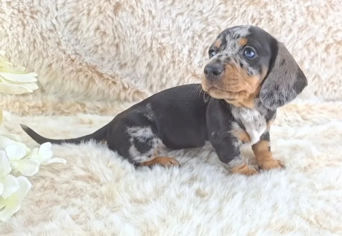 Chiots Teckel Miniature Classiques