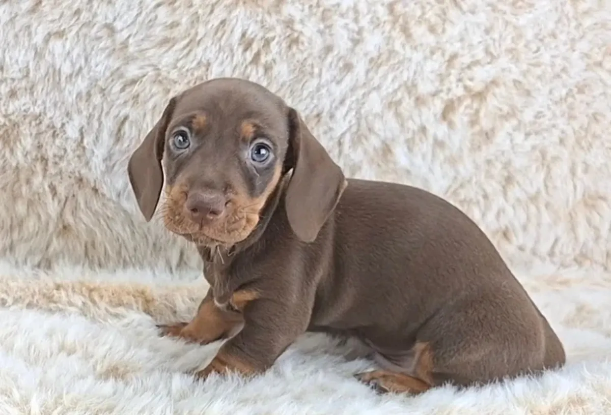 Chiots Teckel Miniature Classiques