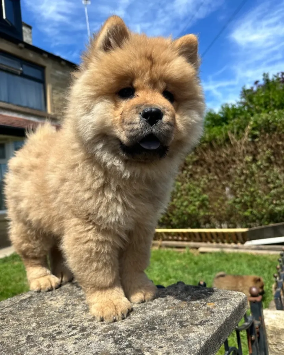 Chow chow