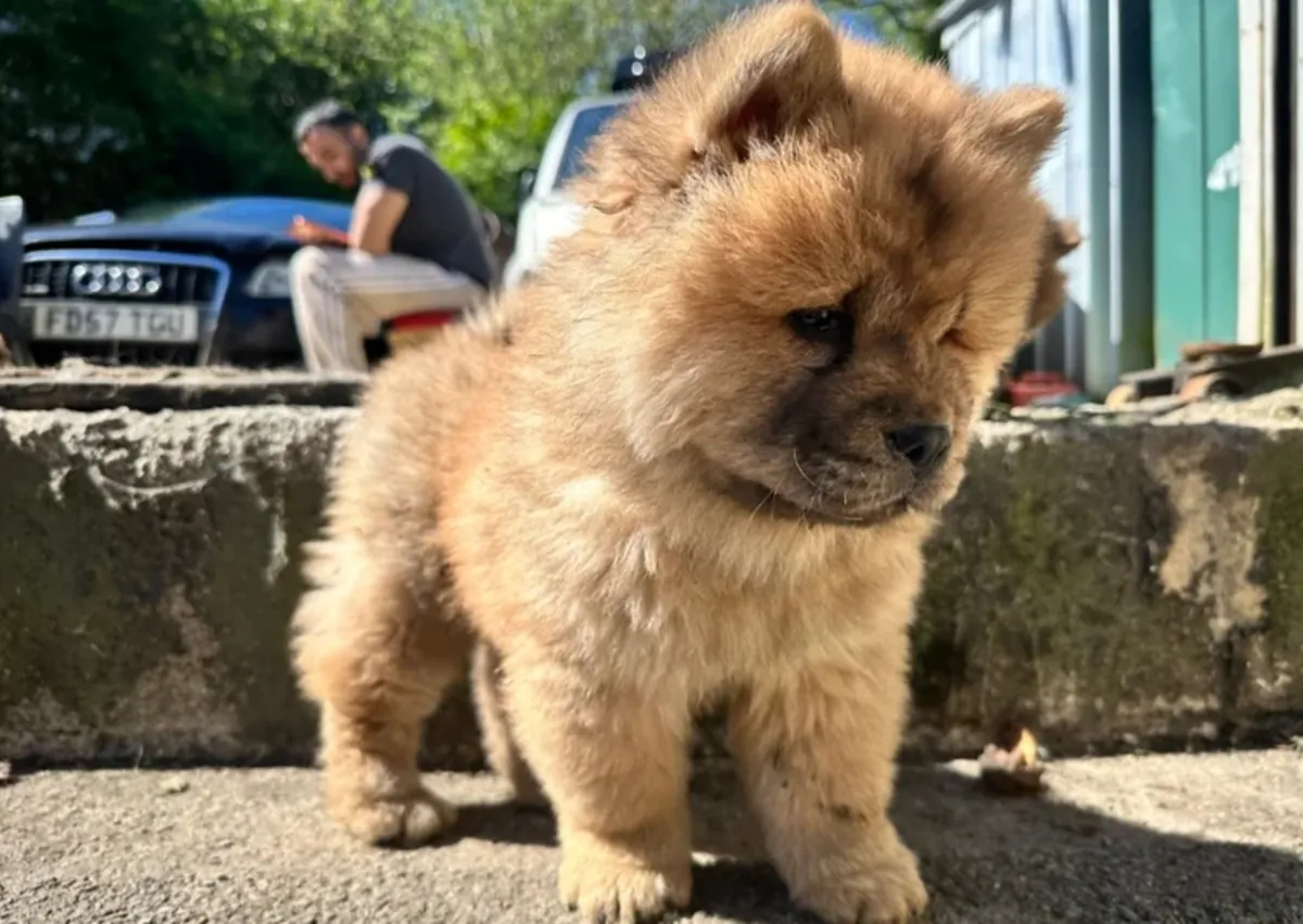 Chow chow