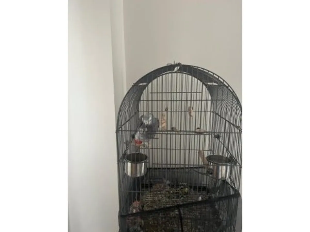 一只习惯与人交流的非洲灰鹦鹉正在寻找新家。