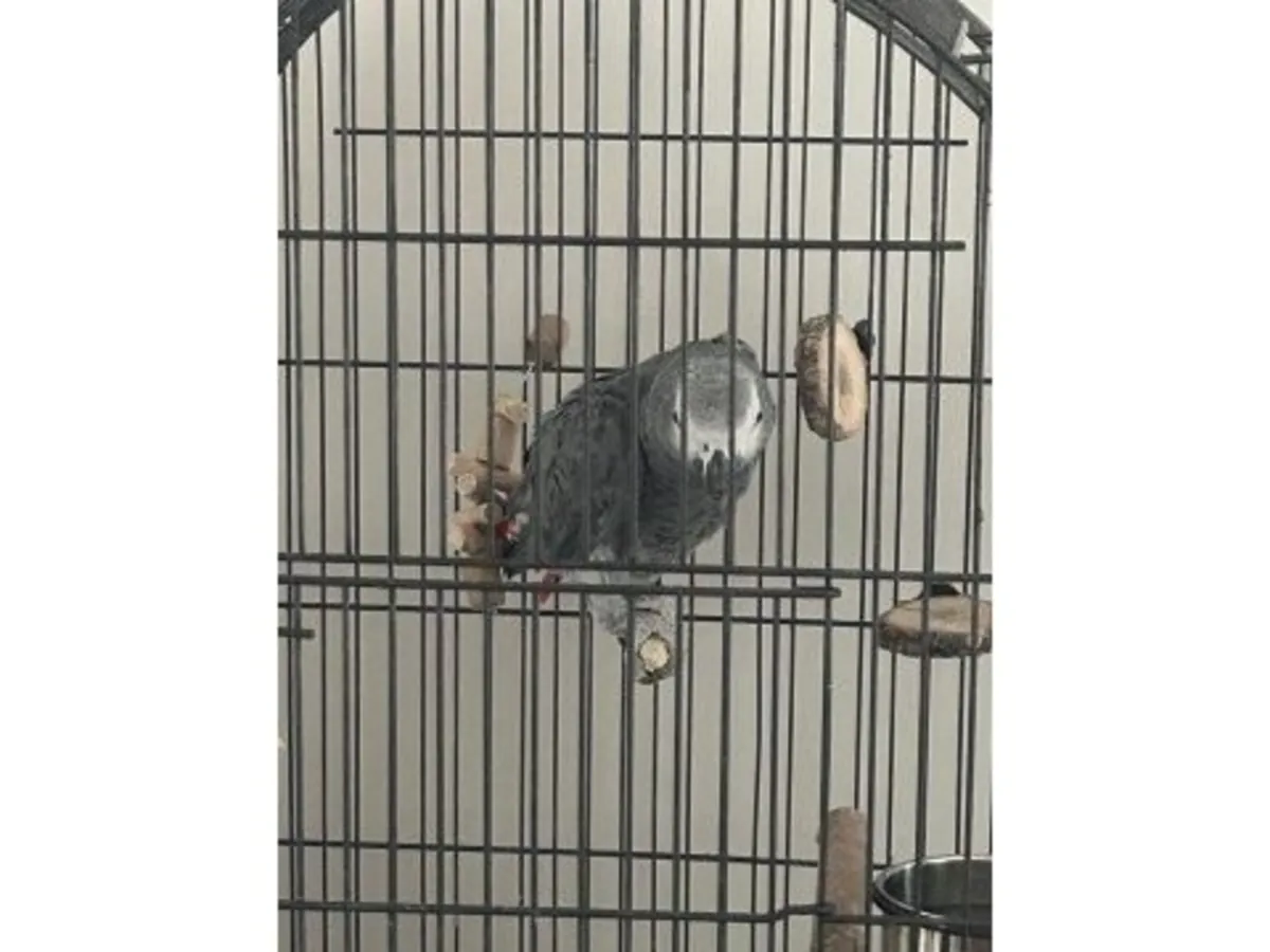 一只习惯与人交流的非洲灰鹦鹉正在寻找新家。