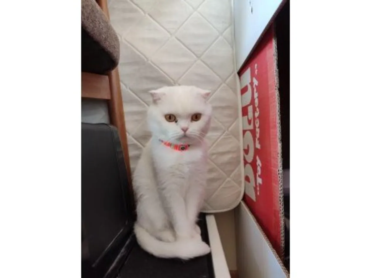 Calm and clean female British Shorthair available for adoption