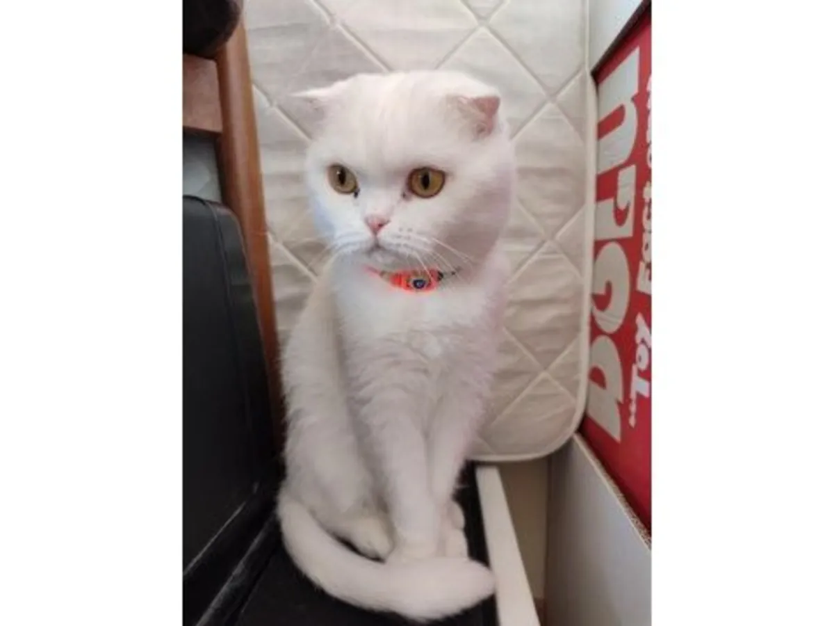 Calm and clean female British Shorthair available for adoption