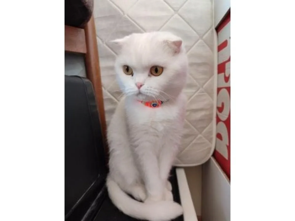 Calm and clean female British Shorthair available for adoption