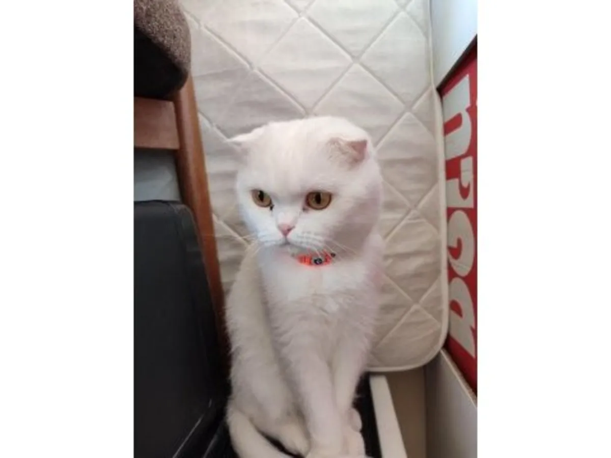 Calm and clean female British Shorthair available for adoption