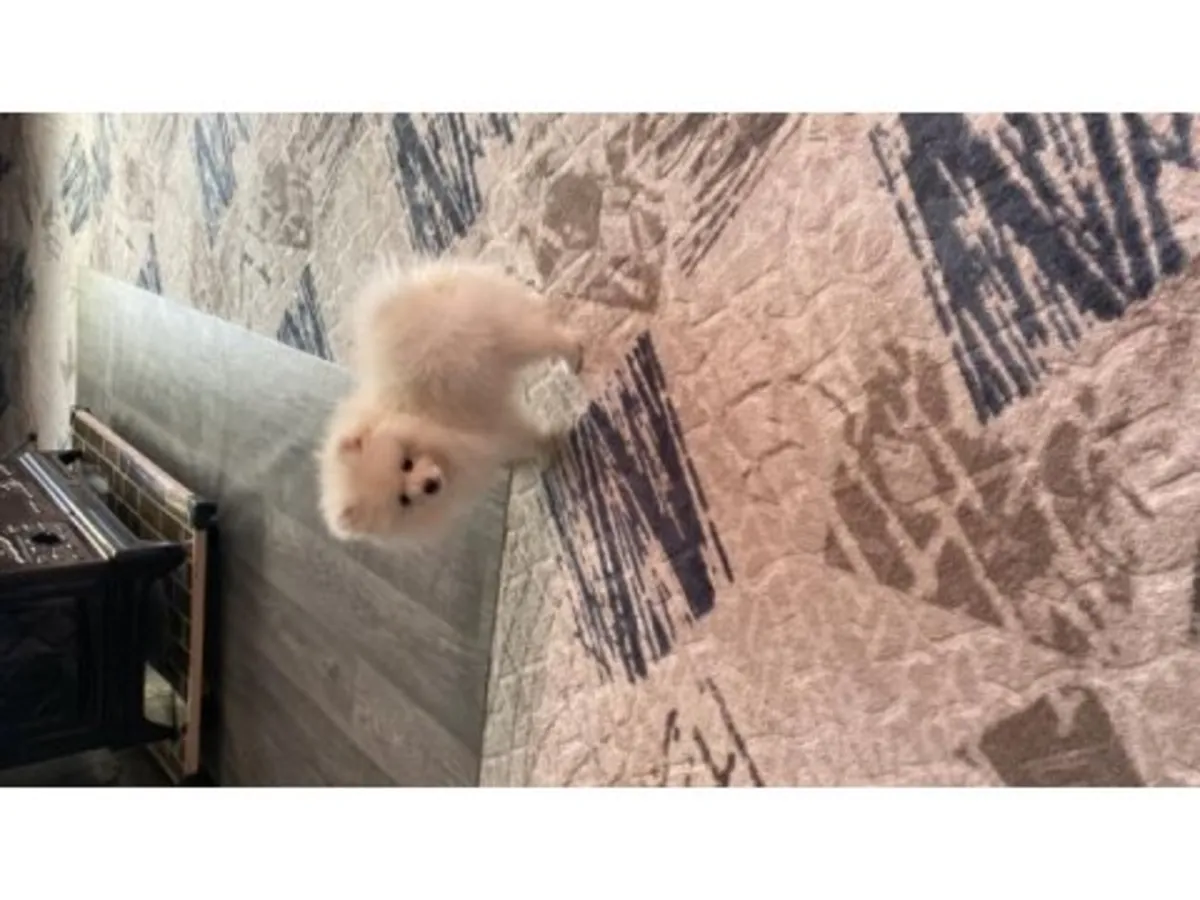 Sevgi dolu bir aile ortamında büyütülmüş beyaz Pomeranya yavrusu.