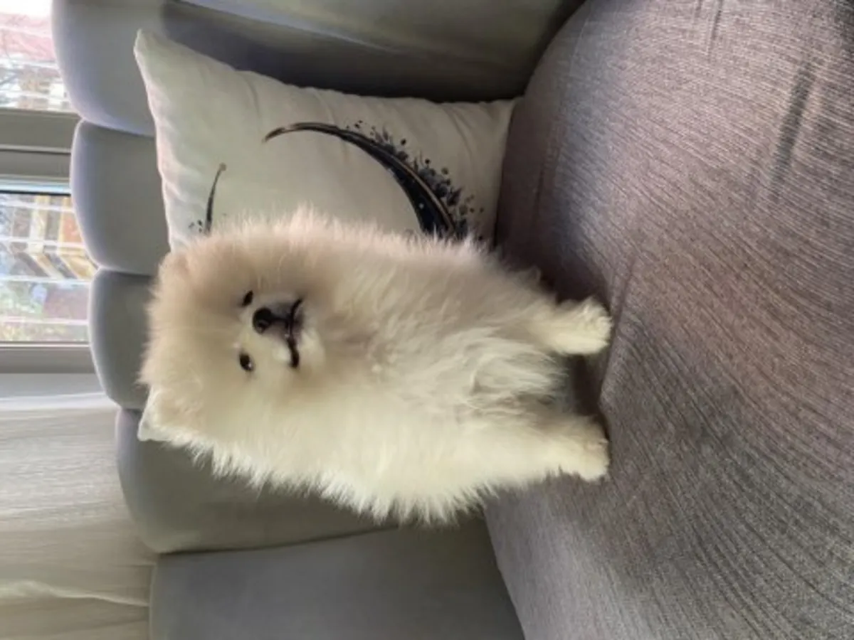 Sevgi dolu bir aile ortamında büyütülmüş beyaz Pomeranya yavrusu.