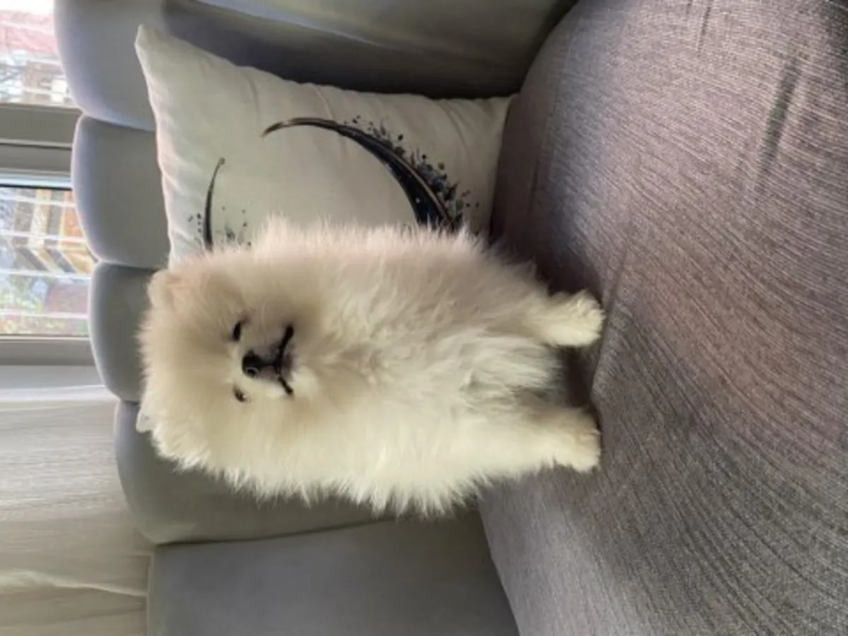 Sevgi dolu bir aile ortamında büyütülmüş beyaz Pomeranya yavrusu.