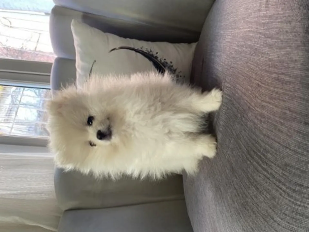 Sevgi dolu bir aile ortamında büyütülmüş beyaz Pomeranya yavrusu.