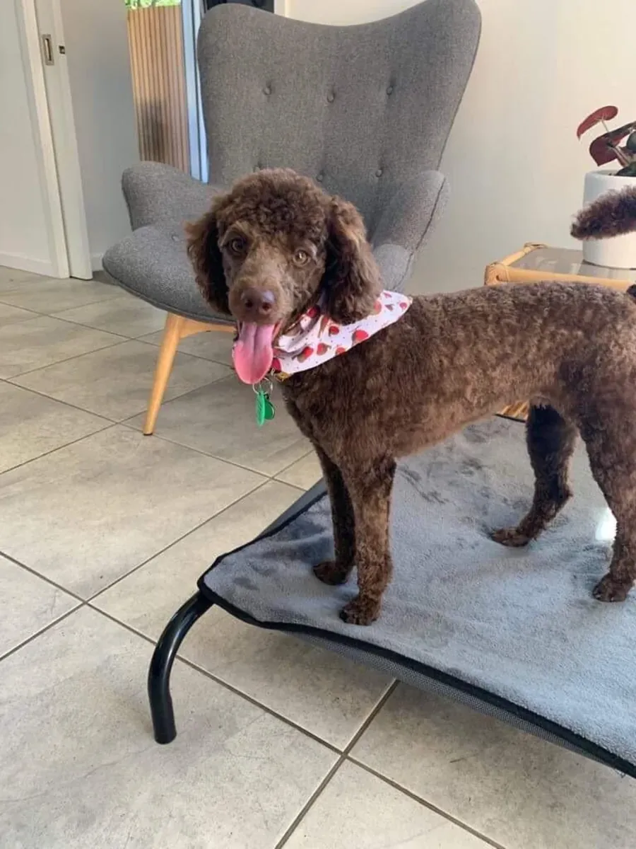 Коричневый пудель, очень любит прогулки, ищет любящую семью.