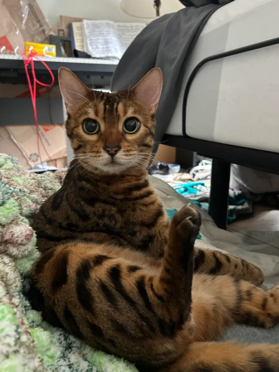 Chat Bengal actif mais affectueux cherche nouveau chez lui