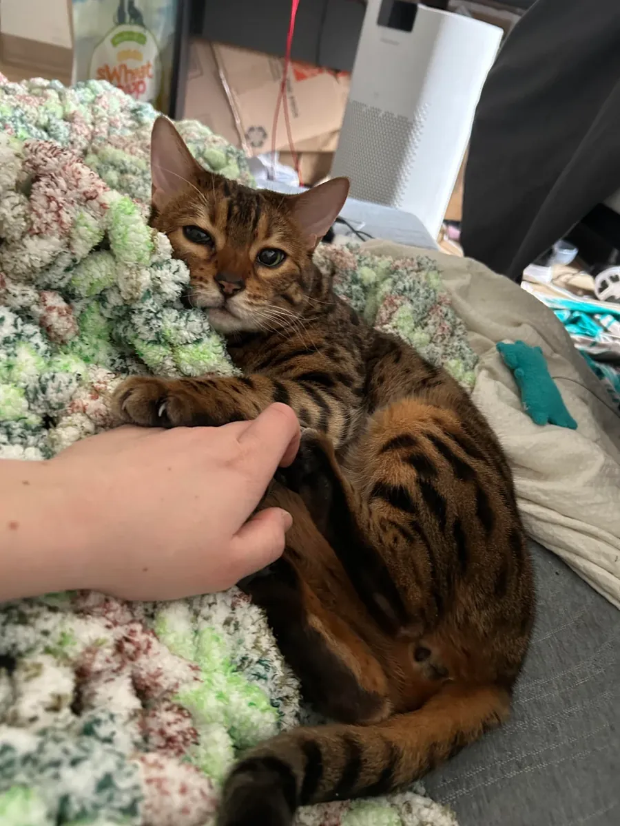 Chat Bengal actif mais affectueux cherche nouveau chez lui