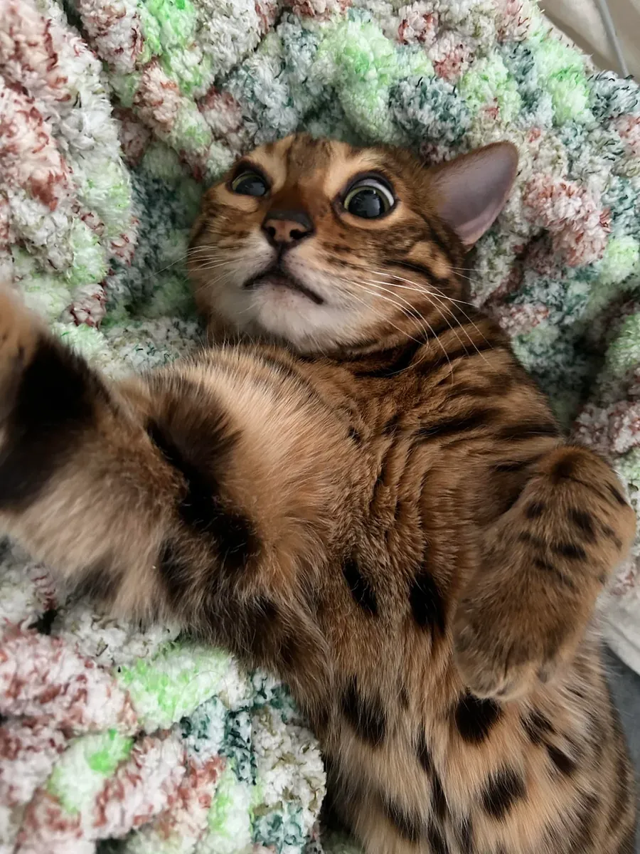 Chat Bengal actif mais affectueux cherche nouveau chez lui