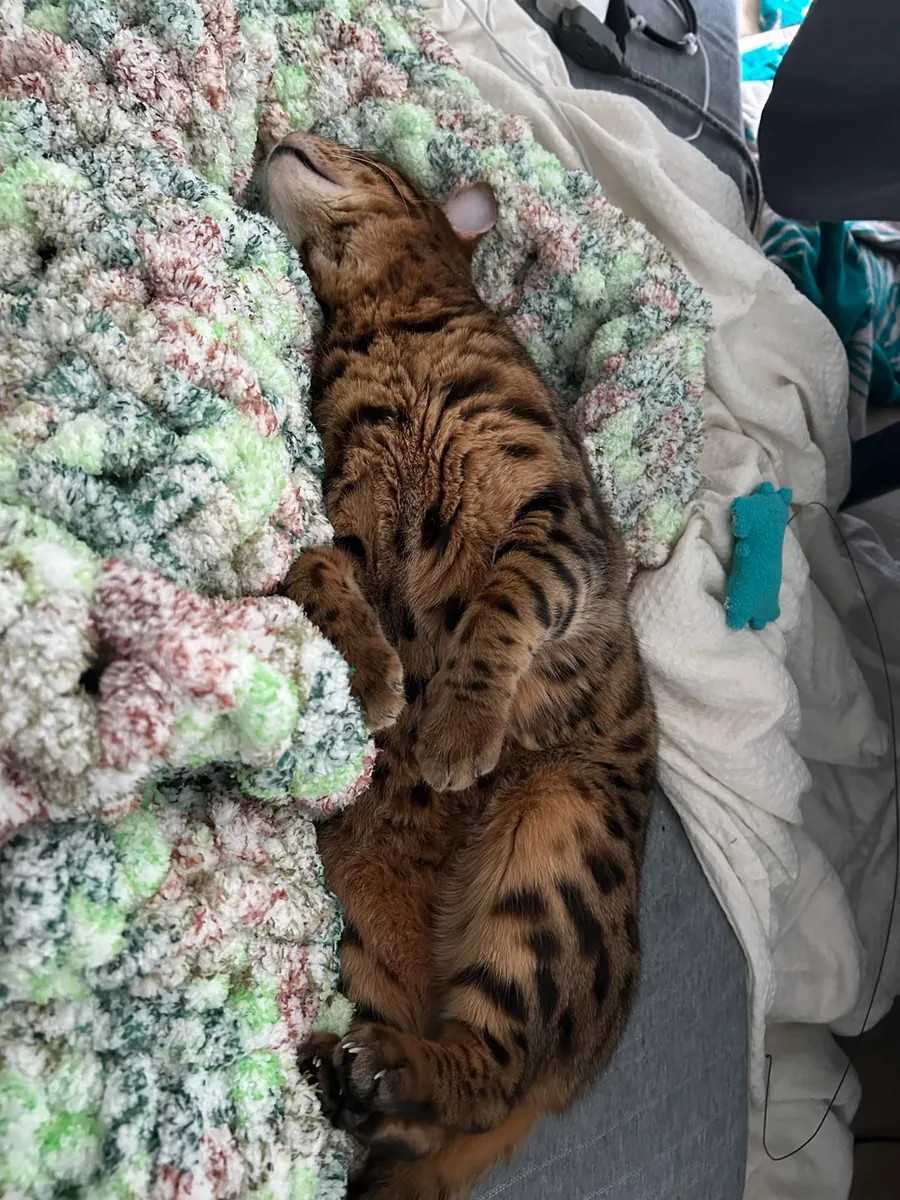 Chat Bengal actif mais affectueux cherche nouveau chez lui