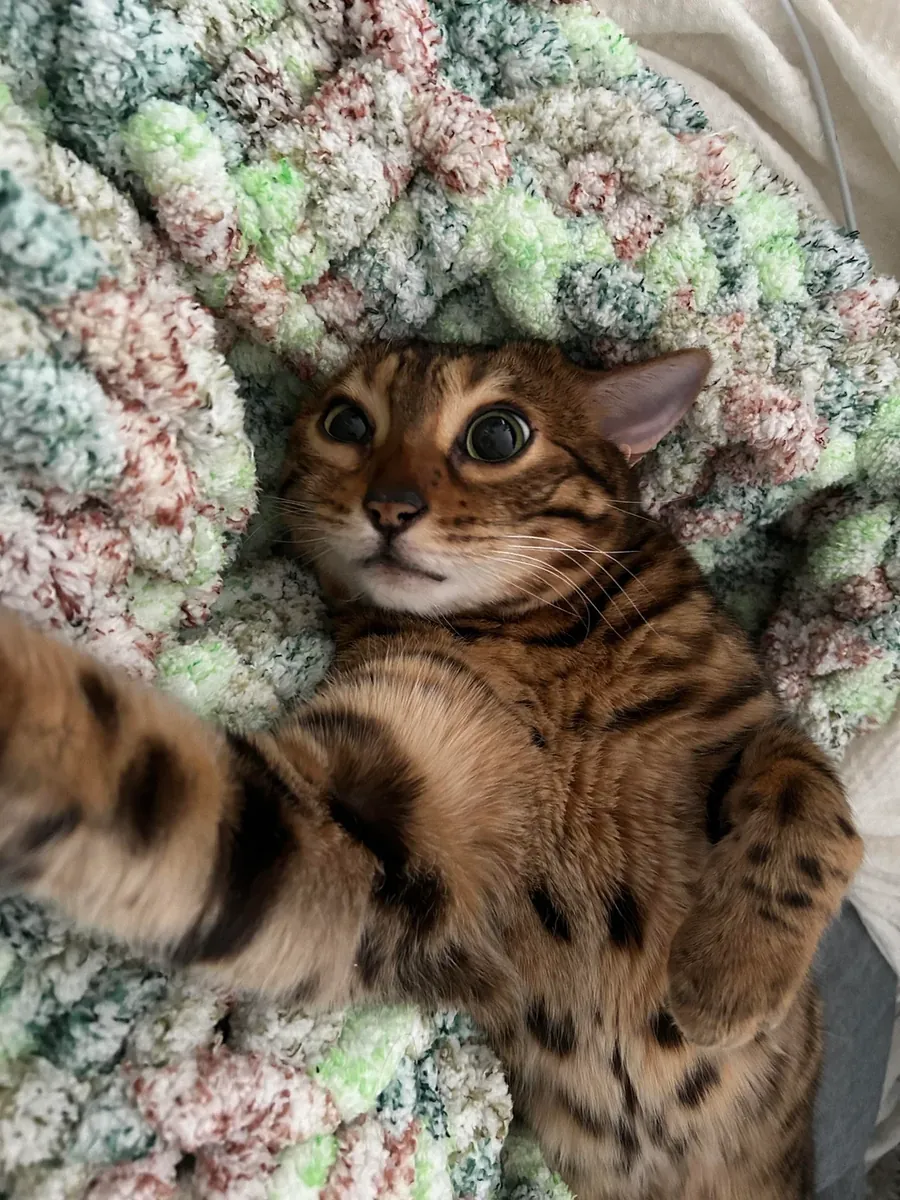 Chat Bengal actif mais affectueux cherche nouveau chez lui