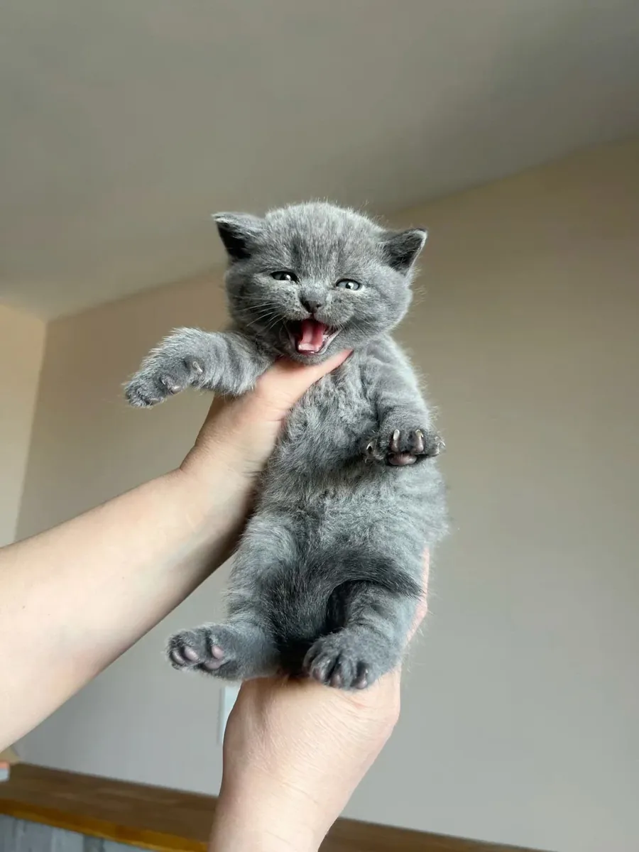 Sevimli British Shorthair