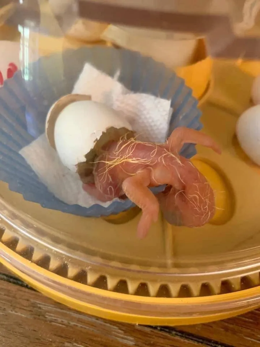 Œufs fertiles de perroquets et poussins à vendre – Prêts à réserver