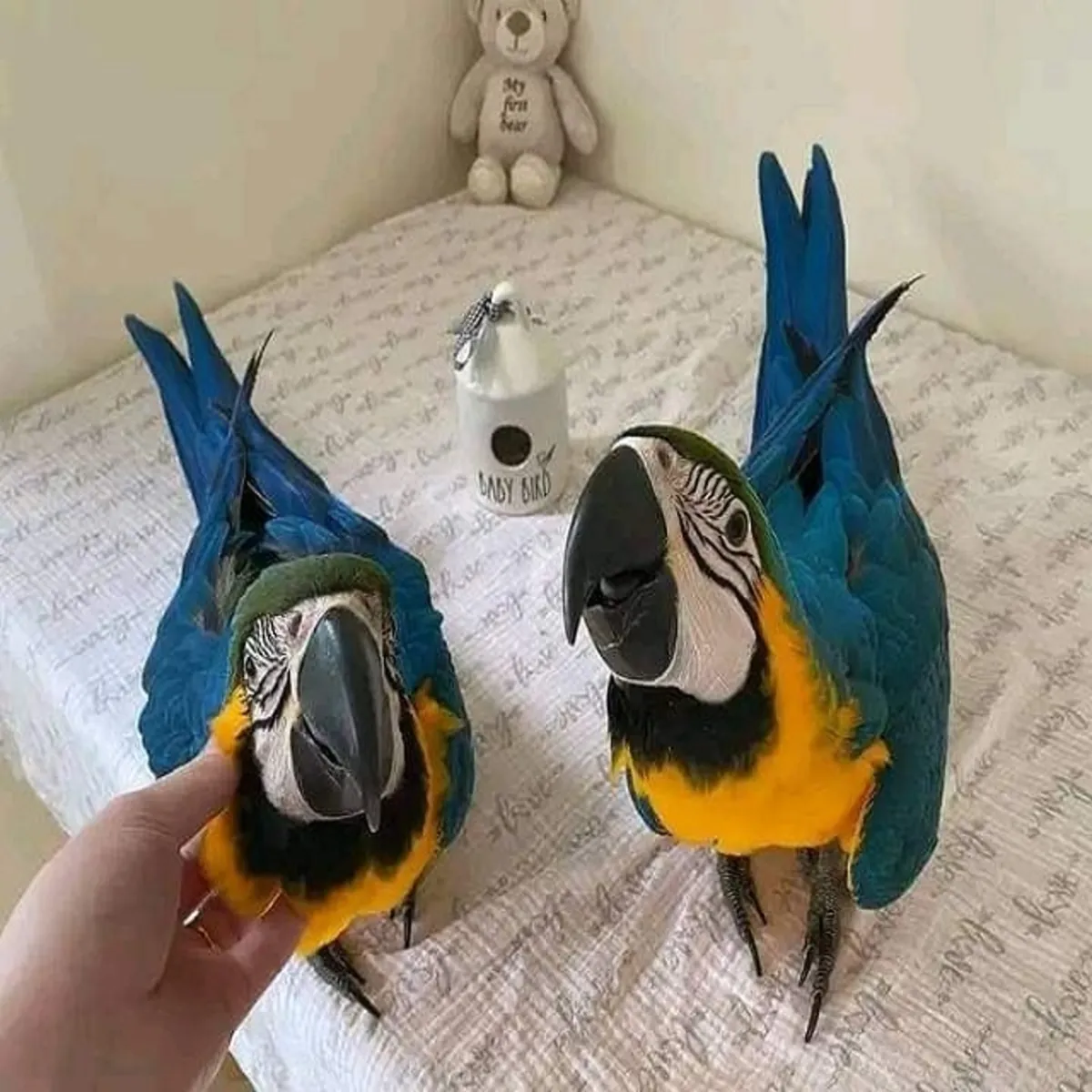 13. Œufs fertiles de perroquets et poussins à vendre – Grande opportunité