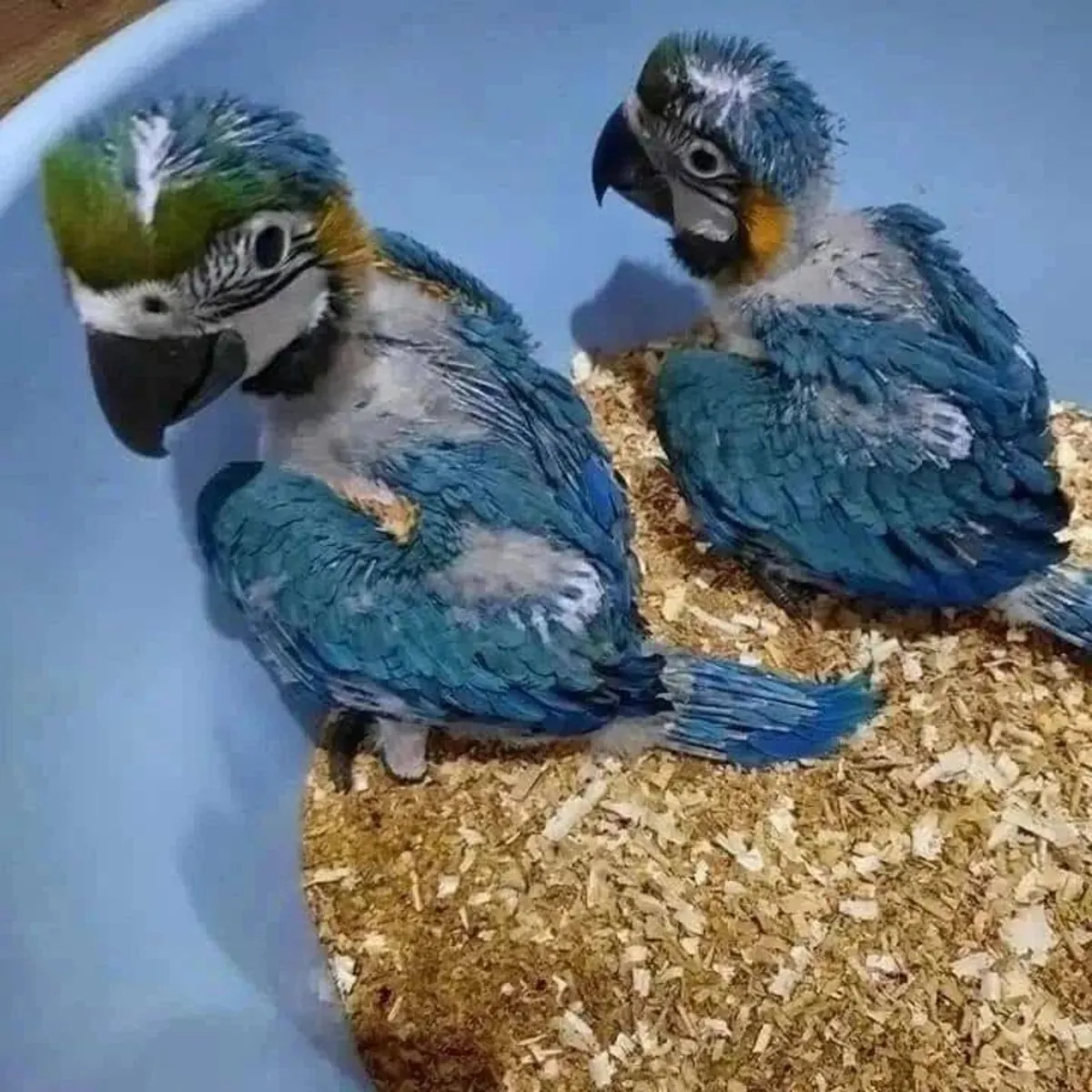 Huevos fértiles de loros y polluelos en venta – Hermosos polluelos
