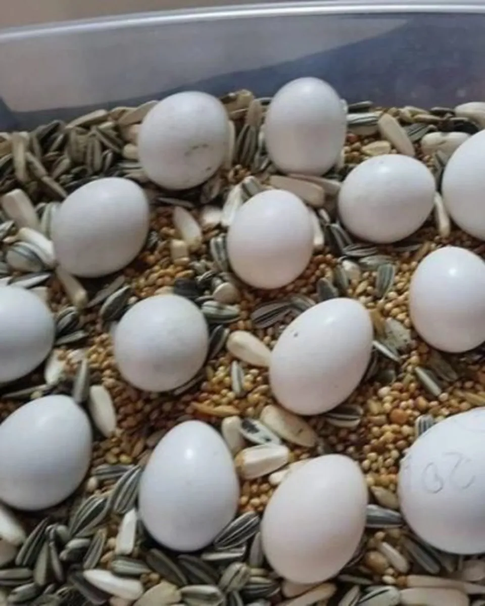 Huevos fértiles de loros y polluelos en venta – Polluelos saludables