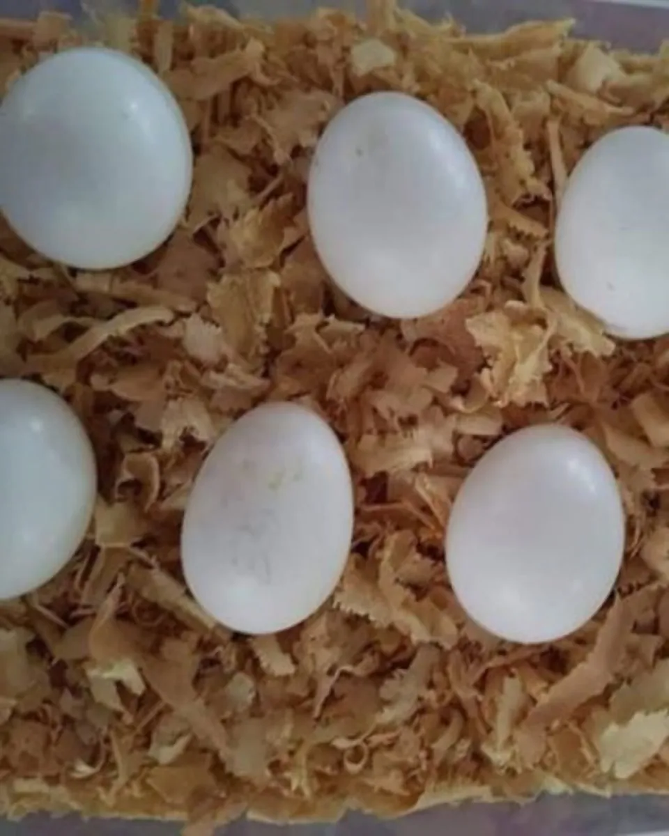 Oeufs fertiles de perroquets et poussins à vendre – Contactez-nous