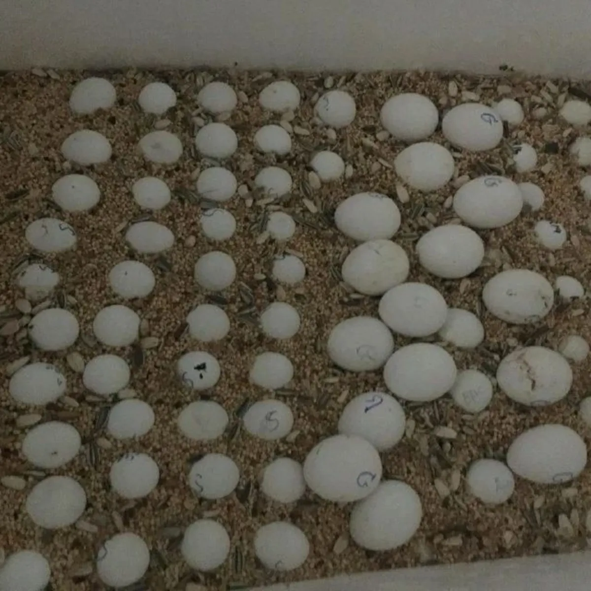 Huevos fértiles de loros y polluelos en venta – Hermosos bebés