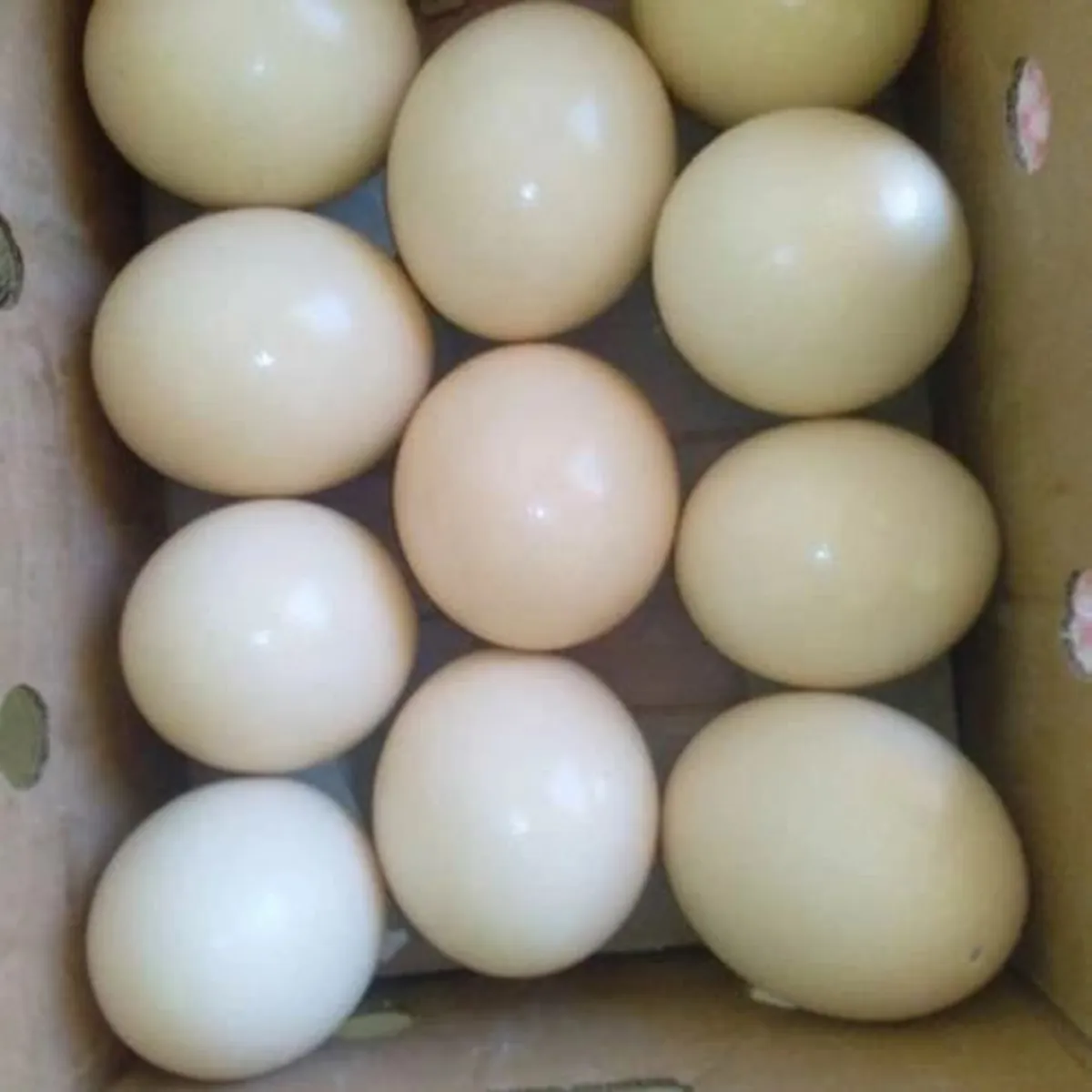 Huevos fértiles de loros y polluelos en venta – Contáctame hoy