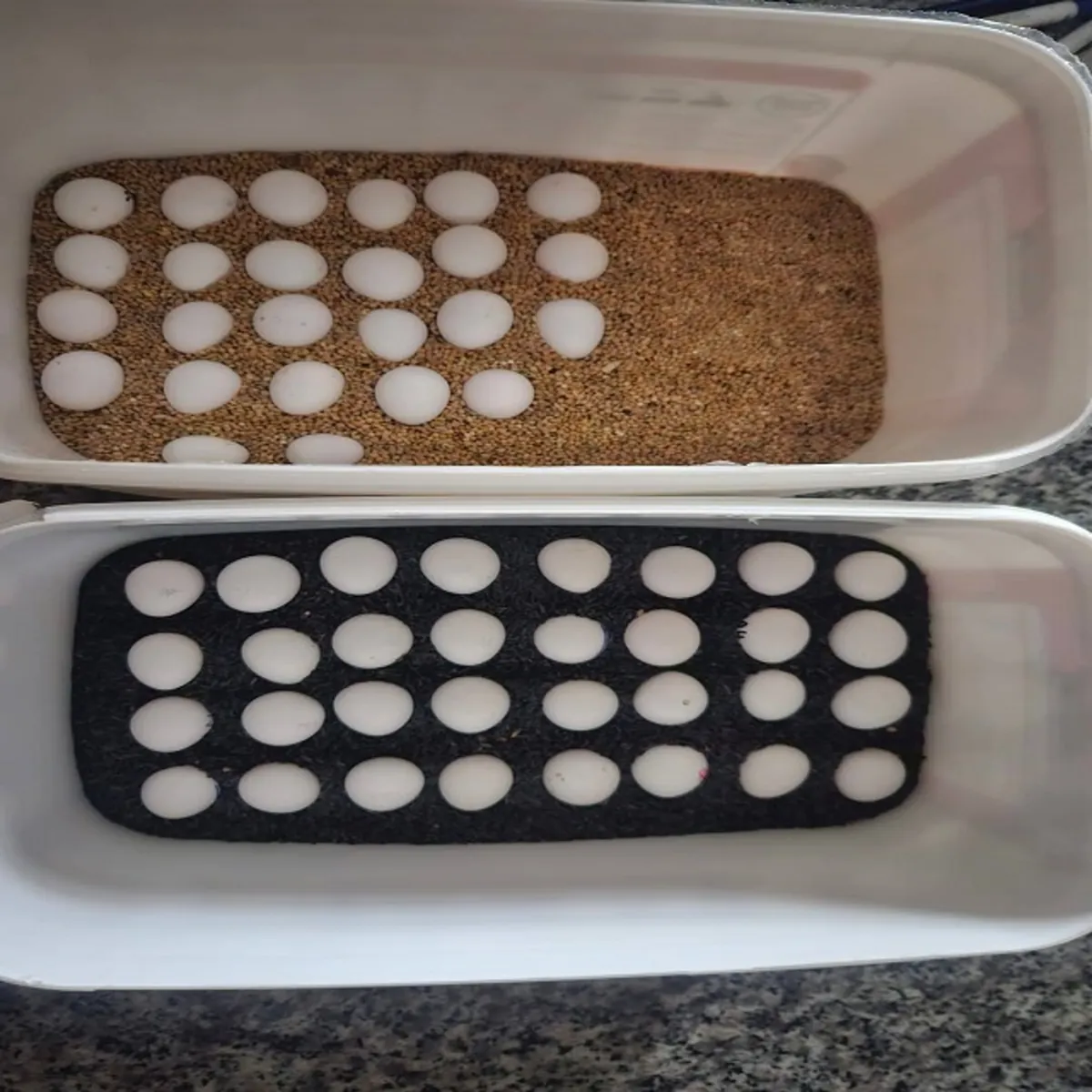 Oeufs fertiles de perroquets et poussins à vendre – Bonne opportunité