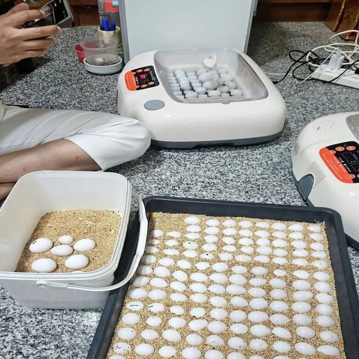 Продаются fertilные яйца попугаев и птенцы – Милые птенцы